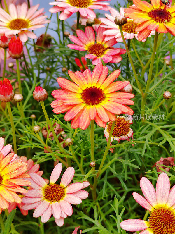 Argyranthemum frutescens